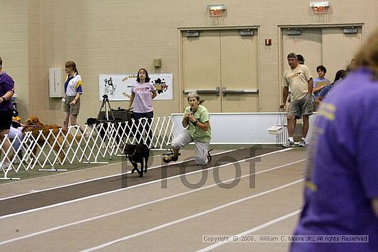 Dawg Derby Flyball Tournement<br />July 12<br />Classic Center<br />Athens, Ga