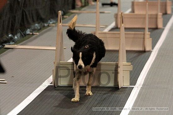 Dawg Derby Flyball Tournement<br />July 12<br />Classic Center<br />Athens, Ga