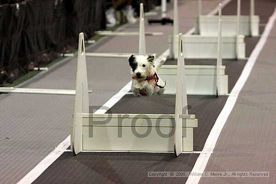 Dawg Derby Flyball Tournement<br />July 12<br />Classic Center<br />Athens, Ga