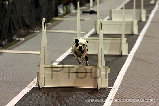 Dawg Derby Flyball Tournement<br />July 12<br />Classic Center<br />Athens, Ga