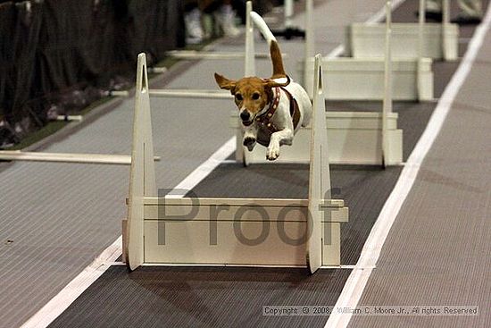 Dawg Derby Flyball Tournement<br />July 12<br />Classic Center<br />Athens, Ga