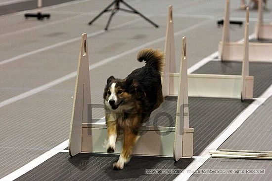 Dawg Derby Flyball Tournement<br />July 12<br />Classic Center<br />Athens, Ga