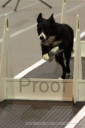 Dawg Derby Flyball Tournement<br />July 12<br />Classic Center<br />Athens, Ga