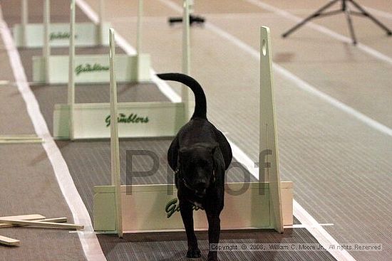 Dawg Derby Flyball Tournement<br />July 12<br />Classic Center<br />Athens, Ga
