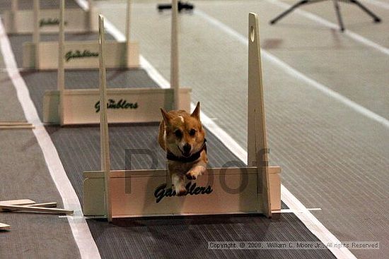 Dawg Derby Flyball Tournement<br />July 12<br />Classic Center<br />Athens, Ga