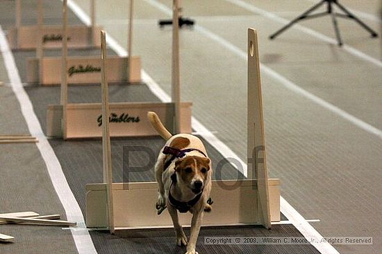 Dawg Derby Flyball Tournement<br />July 12<br />Classic Center<br />Athens, Ga