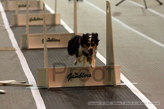 Dawg Derby Flyball Tournement<br />July 12<br />Classic Center<br />Athens, Ga