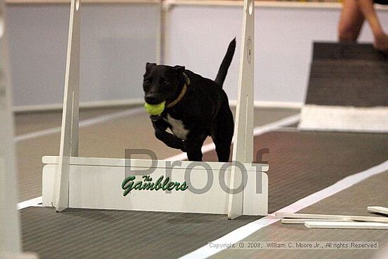 Dawg Derby Flyball Tournement<br />July 12<br />Classic Center<br />Athens, Ga