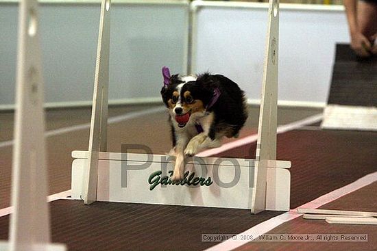 Dawg Derby Flyball Tournement<br />July 12<br />Classic Center<br />Athens, Ga