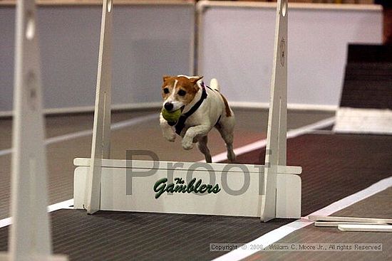 Dawg Derby Flyball Tournement<br />July 12<br />Classic Center<br />Athens, Ga