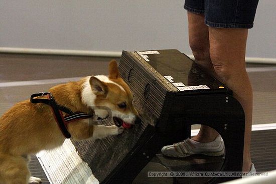 Dawg Derby Flyball Tournement<br />July 12<br />Classic Center<br />Athens, Ga