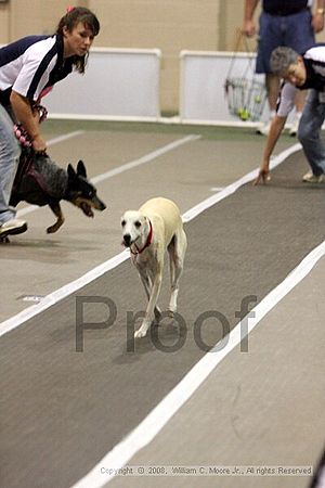 Dawg Derby Flyball Tournement<br />July 12<br />Classic Center<br />Athens, Ga