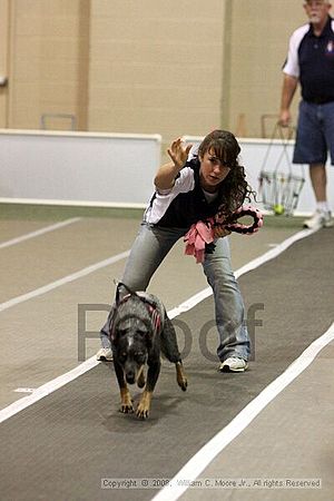 Dawg Derby Flyball Tournement<br />July 12<br />Classic Center<br />Athens, Ga