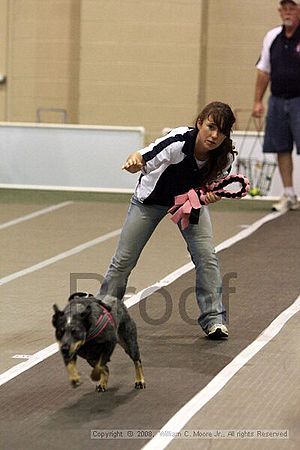 Dawg Derby Flyball Tournement<br />July 12<br />Classic Center<br />Athens, Ga