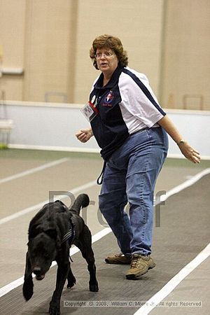 Dawg Derby Flyball Tournement<br />July 12<br />Classic Center<br />Athens, Ga