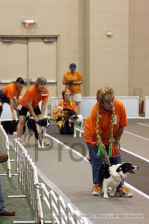 Dawg Derby Flyball Tournement<br />July 12<br />Classic Center<br />Athens, Ga