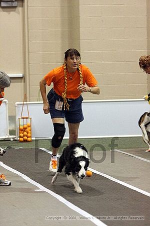 Dawg Derby Flyball Tournement<br />July 12<br />Classic Center<br />Athens, Ga