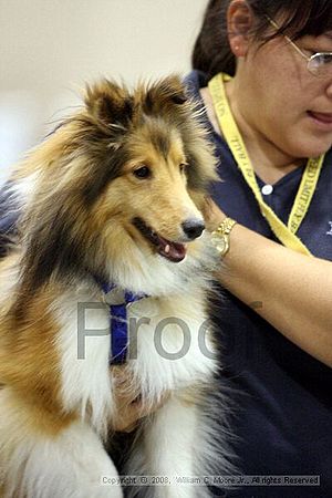 Dawg Derby Flyball Tournement<br />July 12<br />Classic Center<br />Athens, Ga