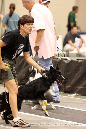 Dawg Derby Flyball Tournement<br />July 12<br />Classic Center<br />Athens, Ga