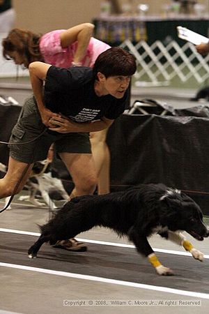 Dawg Derby Flyball Tournement<br />July 12<br />Classic Center<br />Athens, Ga
