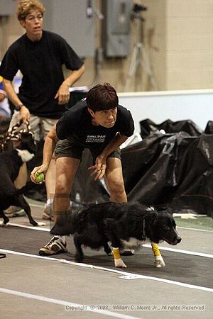 Dawg Derby Flyball Tournement<br />July 12<br />Classic Center<br />Athens, Ga