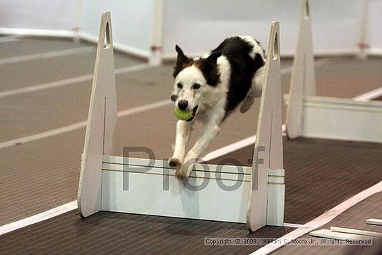 Dawg Derby Flyball Tournement<br />July 12<br />Classic Center<br />Athens, Ga