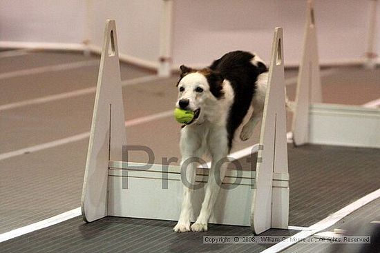 Dawg Derby Flyball Tournement<br />July 12<br />Classic Center<br />Athens, Ga