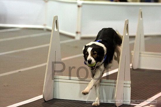 Dawg Derby Flyball Tournement<br />July 12<br />Classic Center<br />Athens, Ga