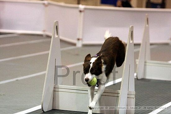Dawg Derby Flyball Tournement<br />July 12<br />Classic Center<br />Athens, Ga