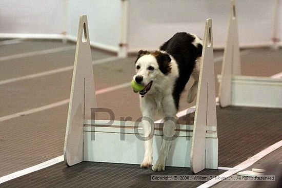 Dawg Derby Flyball Tournement<br />July 12<br />Classic Center<br />Athens, Ga