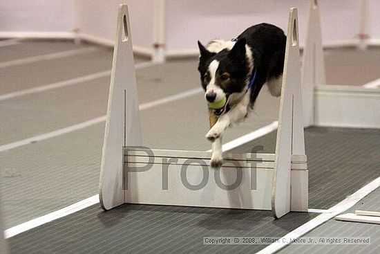 Dawg Derby Flyball Tournement<br />July 12<br />Classic Center<br />Athens, Ga