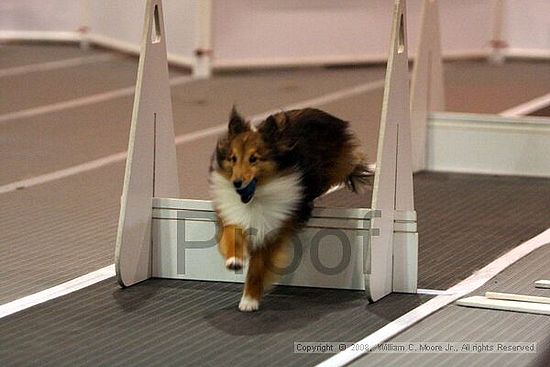 Dawg Derby Flyball Tournement<br />July 12<br />Classic Center<br />Athens, Ga