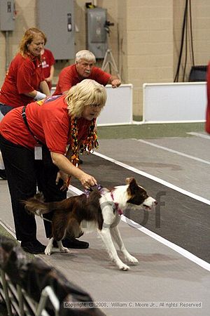 Dawg Derby Flyball Tournement<br />July 12<br />Classic Center<br />Athens, Ga