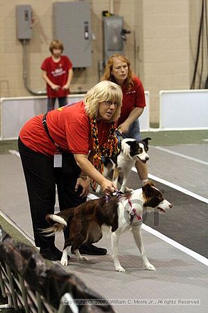 Dawg Derby Flyball Tournement<br />July 12<br />Classic Center<br />Athens, Ga