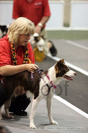 Dawg Derby Flyball Tournement<br />July 12<br />Classic Center<br />Athens, Ga