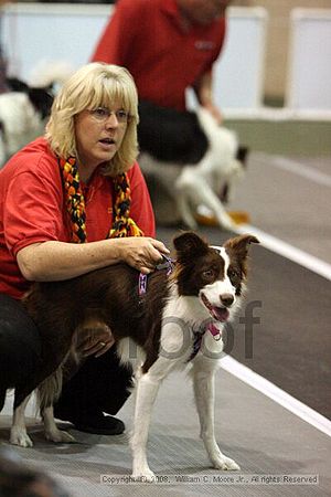 Dawg Derby Flyball Tournement<br />July 12<br />Classic Center<br />Athens, Ga