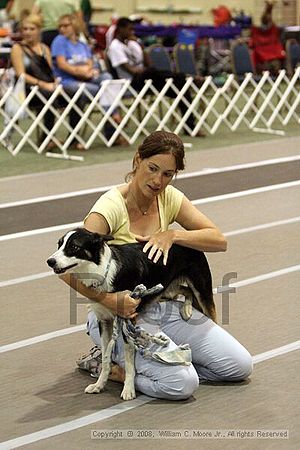 Dawg Derby Flyball Tournement<br />July 12<br />Classic Center<br />Athens, Ga