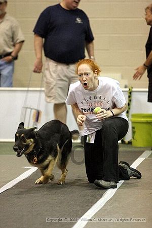 Dawg Derby Flyball Tournement<br />July 12<br />Classic Center<br />Athens, Ga