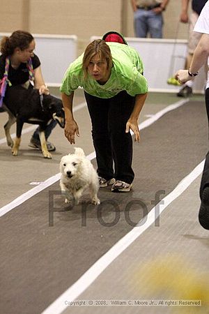 Dawg Derby Flyball Tournement<br />July 12<br />Classic Center<br />Athens, Ga