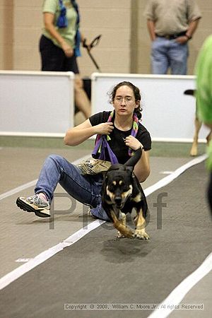 Dawg Derby Flyball Tournement<br />July 12<br />Classic Center<br />Athens, Ga