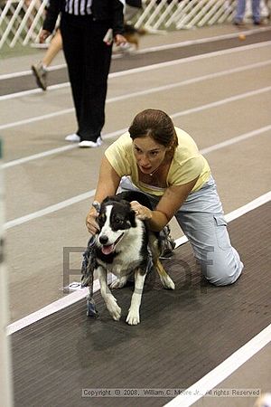 Dawg Derby Flyball Tournement<br />July 12<br />Classic Center<br />Athens, Ga