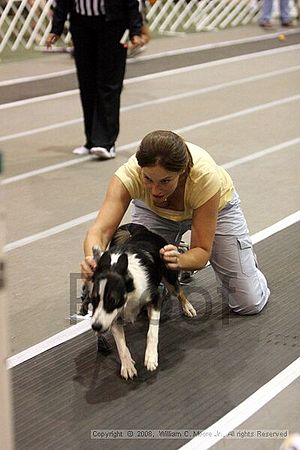 Dawg Derby Flyball Tournement<br />July 12<br />Classic Center<br />Athens, Ga