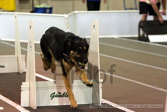 Dawg Derby Flyball Tournement<br />July 12<br />Classic Center<br />Athens, Ga