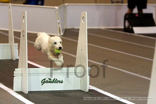 Dawg Derby Flyball Tournement<br />July 12<br />Classic Center<br />Athens, Ga