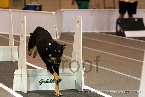 Dawg Derby Flyball Tournement<br />July 12<br />Classic Center<br />Athens, Ga