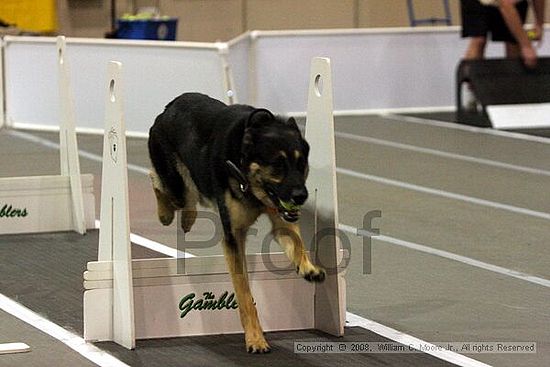 Dawg Derby Flyball Tournement<br />July 12<br />Classic Center<br />Athens, Ga