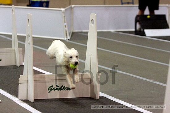 Dawg Derby Flyball Tournement<br />July 12<br />Classic Center<br />Athens, Ga