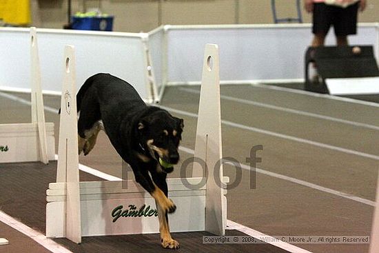 Dawg Derby Flyball Tournement<br />July 12<br />Classic Center<br />Athens, Ga
