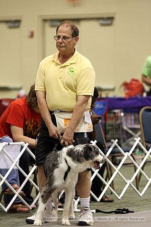 Dawg Derby Flyball Tournement<br />July 12<br />Classic Center<br />Athens, Ga