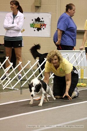 Dawg Derby Flyball Tournement<br />July 12<br />Classic Center<br />Athens, Ga